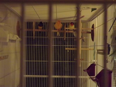 birds 002.JPG
