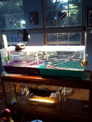 two single cages joined