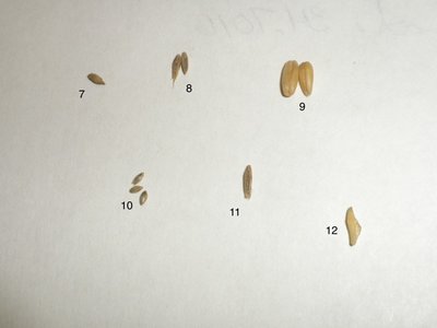 Seeds2.jpg
