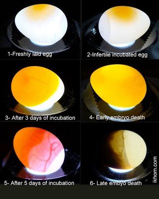 early egg death.jpg