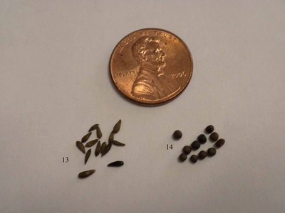 Seeds3.jpg