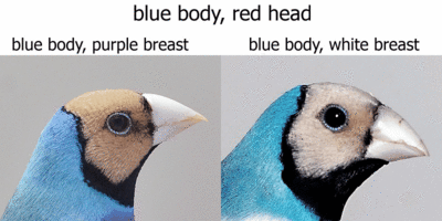 čh.gif