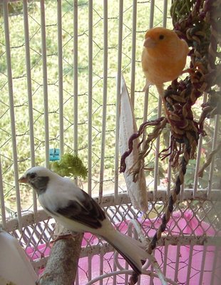 Buble and Isabela