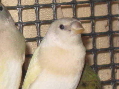 skittles offspring 005.JPG