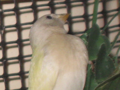 skittles offspring 010.JPG