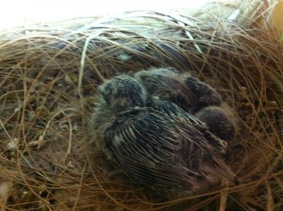 here are the two chicks sleeping together :)