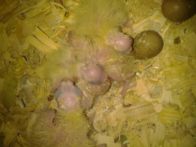 Nov 4  2012 baby Tiels.jpg