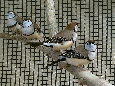 11-9 owls in aviary.jpg