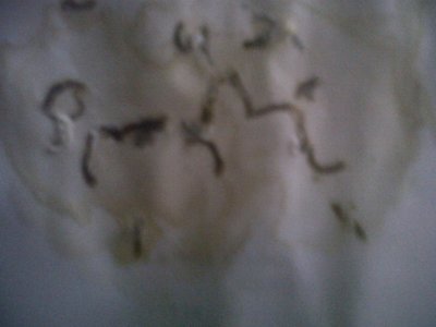 IMG00028-20121122-0807.jpg