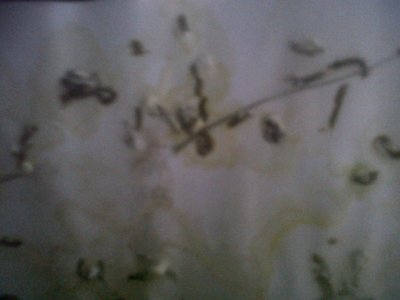IMG00029-20121122-0807.jpg