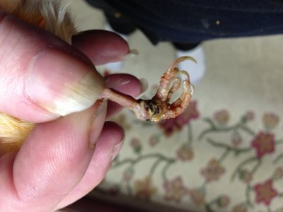 Band infection.JPG