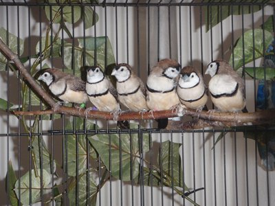 Here's the whole family with their new colored bands.  Now I will know who is who and I can name them!