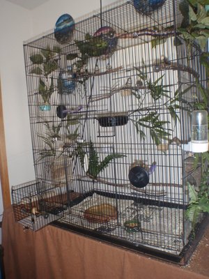 Here's a whole cage shot- the catch cage is on the bottom left front