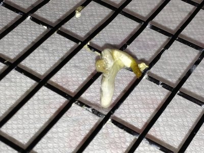 His droppings first thing yesterday morning