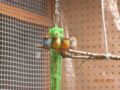 From left to right - Condor, Goldy, Max and Lady Bleu