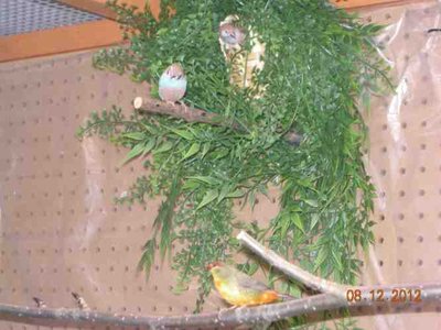 House Inspection