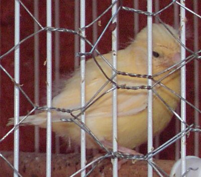 Limoncello 15 days old and just fledged!