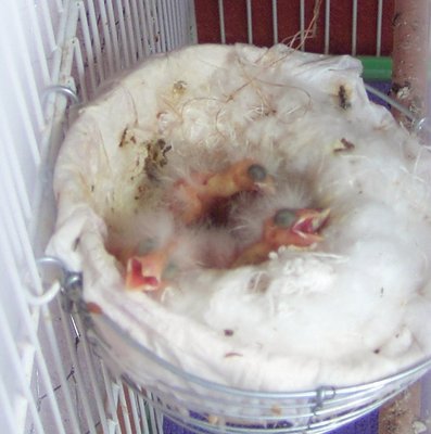 R/B Clutch 2012/2013 Season<br />4 chicks..