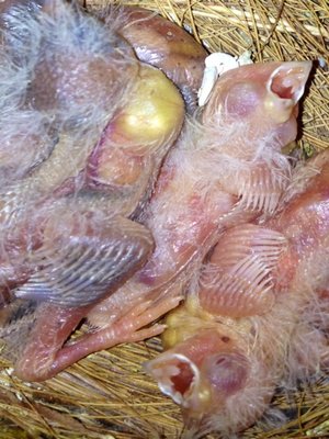 Bird1.JPG