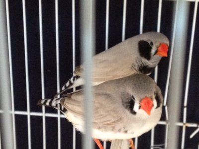 Bird2.JPG