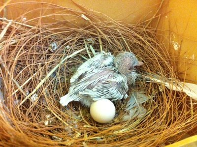 here is the baby in the nest.