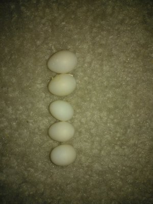 WP_000481.jpg