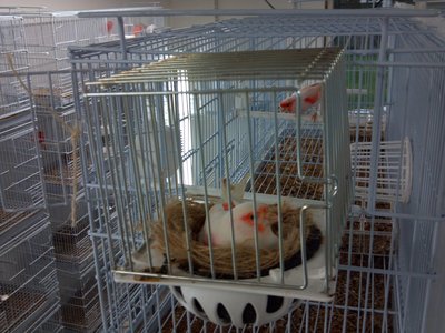 Hen lipochrome red mosaic on eggs.