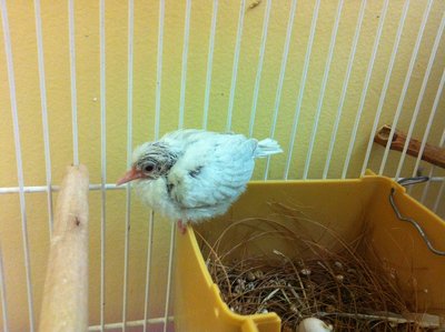 hanging out on the side of the nestbox :)