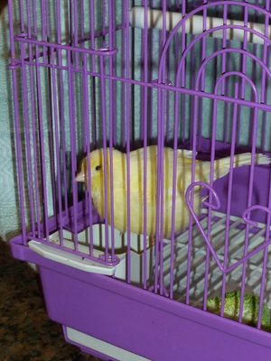 Bennie