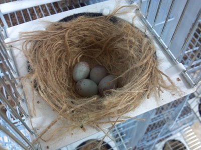 Red lipochrome mosaic eggs.