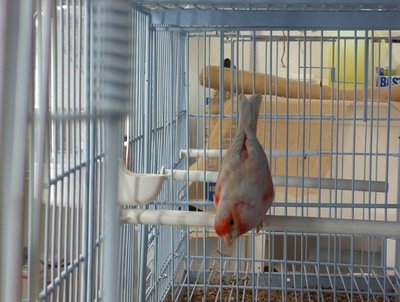 Opal Red Mosaic cockbird.