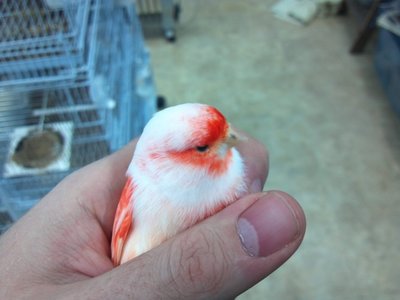 Red Lipochrome Mosaic cockbird.