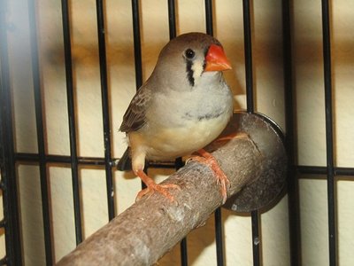 henrietta black bar.jpg