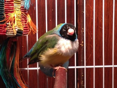 cosmo molt.jpg