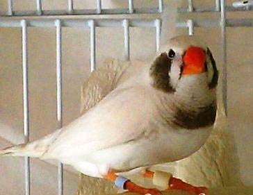 1-7 BC CFW male.jpg