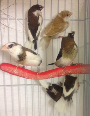 Here are some fledges from my chocolate pied-crested hen and a Marked white chocolate cock