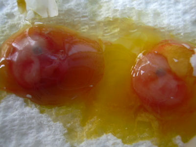 Double yolk egg chicks