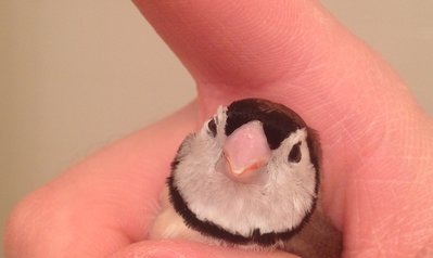 pink-bill-2.JPG