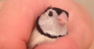 pink-bill-3.JPG