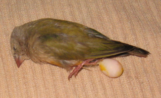 Egg Bound Juvenile Female.jpg