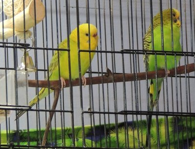 newparakeets-small.JPG