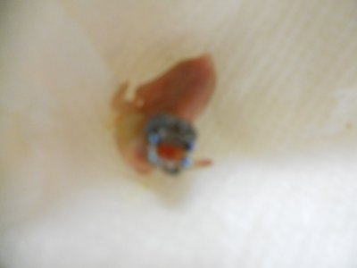 Lady Gouldian chick Day 3 starting to  cheep 001.JPG
