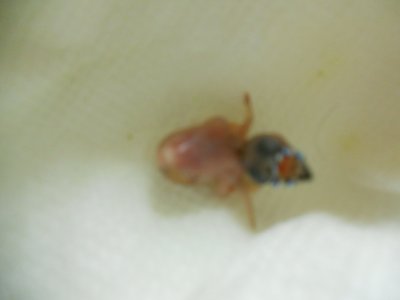 Lady Gouldian chick Day 3 starting to  cheep 002.JPG