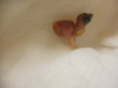Lady Gouldian chick Day 3 starting to  cheep 003.JPG