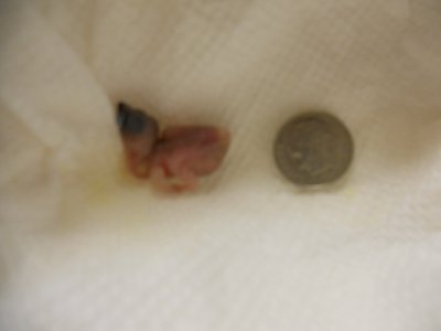 LG chick with dime comparison 001.JPG