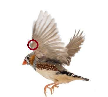 wing.png