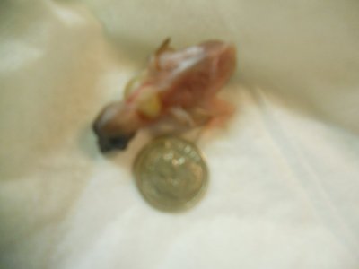 LG chick 6 day old 001.JPG