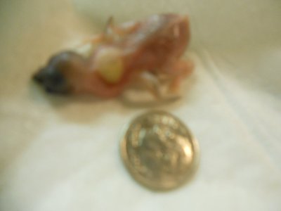 LG chick 6 day old 002.JPG