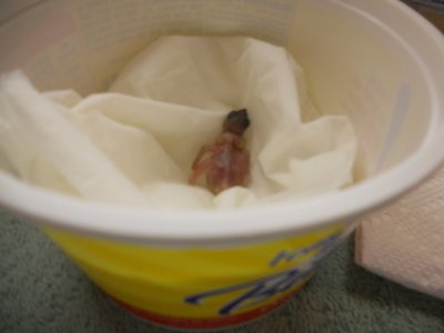LG chick 6 day old 003.JPG