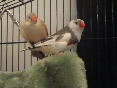 Chica and Nino!